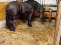 Caballo, Friesian — foto 4