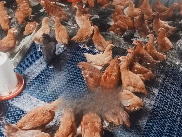Chickens — Kenia