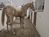 Horse (M), Akhal-Teke — photo 2