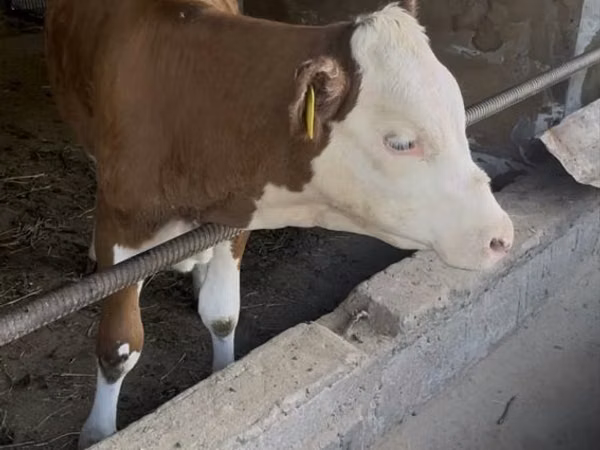 Bulle, Simmental cattle