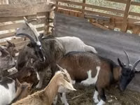 Billy Goat, Goats — photo 5