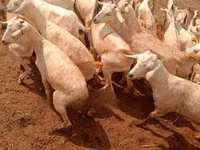 Goats (batch, sex not specified), Somali goats — photo 4