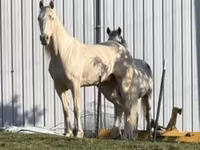 Horse (M), Kentucky mountain daddle horse — photo 3
