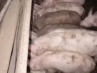 Sow, Pigs — photo 2