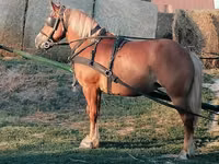 Mare, Haflinger — photo 2