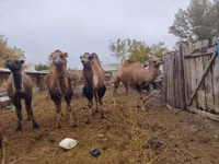 Kamele (Partie, Geschlecht nicht angegeben), Nar-Maya camel — Foto 2
