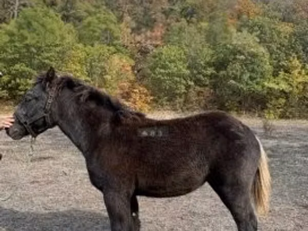 Mare, Horses