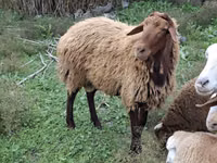 公羊, Sheep — 照片 2