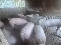 Cerda, Cerdos — foto 4