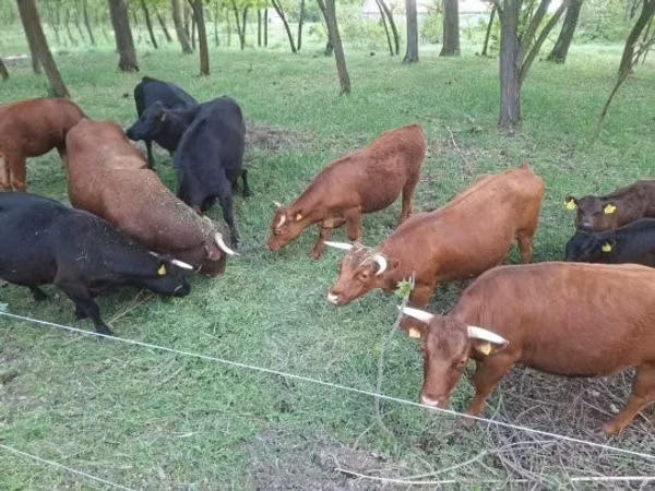 Cattle (batch, sex not specified), Dexter