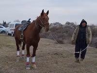 Horse (M), Karabakh horse — photo 2