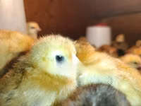 Chickens — Foto 5