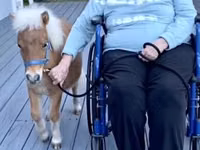 母马, Miniature horse — 照片 2