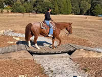 Horse (M), Quarter Horse — photo 6