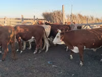 ثور, Simmental cattle — الصورة 2