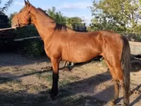 Horse (M), Horses — photo 4