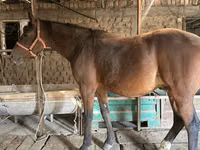 Caballo, Manipuri pony — foto 5