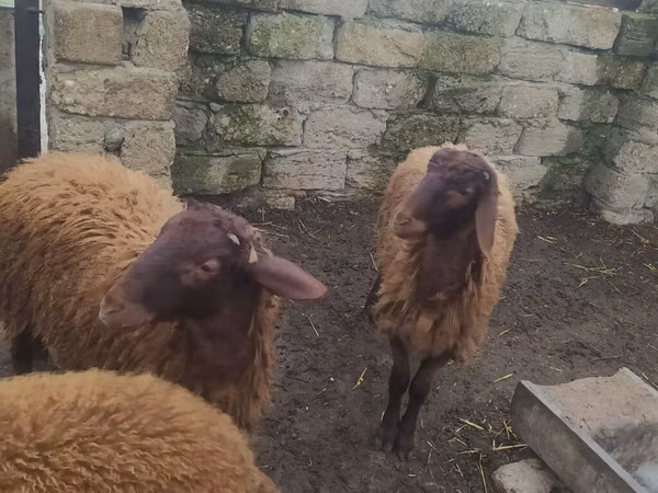 मेढ़ा, Blackheaded Persian sheep