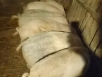 公猪, Pigs — 照片 3