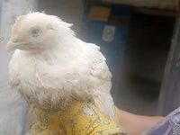 Chickens — foto 3