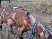 公山羊, Nubian Goat — 照片 1