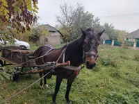 Mare, Horses — photo 2