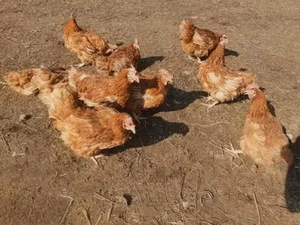 Куры