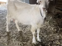 Goat, Dutch Landrace goats — photo 4
