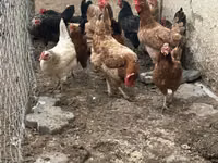 Chickens — الصورة 3