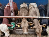 Cattle (batch, sex not specified), Hereford — photo 6