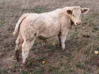 Bull, Charolais cattle — photo 3