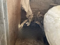 Turkeys — photo 3