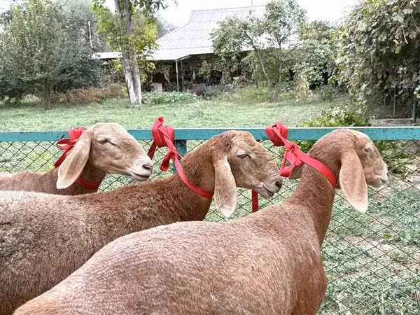 Sheep, Arashan sheep
