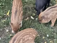 Pigs (batch, sex not specified) — photo 1