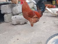 Chickens — Foto 1