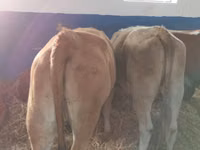 Rinder (Partie, Geschlecht nicht angegeben), Simmental cattle — Foto 3