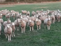 Schaf, Ile-de-France sheep — Foto 1