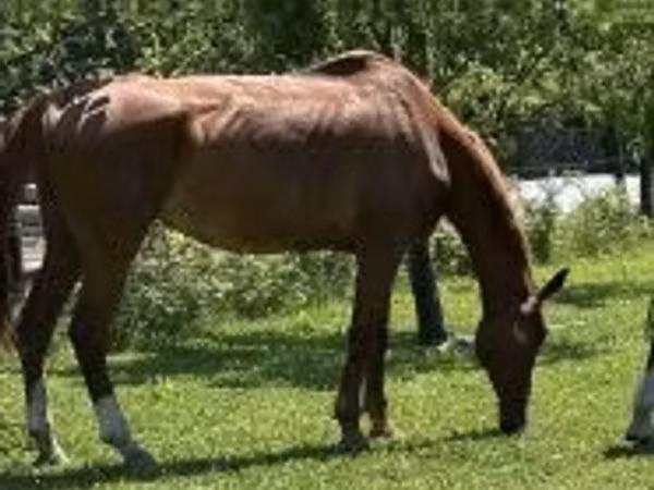 Stute, Polish pony