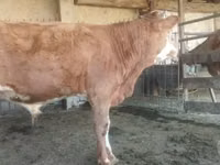 公牛, Cattle — 照片 1
