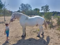 Horse (M), Percheron — photo 6