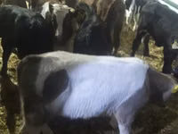 Toro, Vaca Limousin — foto 7
