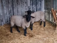 Ovejas (lote, sexo no especificado), White Suffolk sheep — foto 3