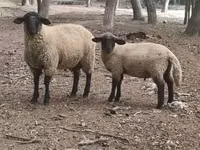 كبش, White Suffolk sheep — الصورة 1