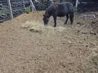 公马, Horses — 照片 1