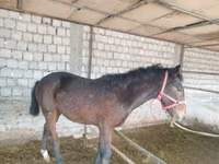 Horse (M), Kyrgyz Horse — photo 3