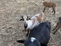 أغنام (دفعة، الجنس غير محدد), Cameroon sheep — الصورة 7
