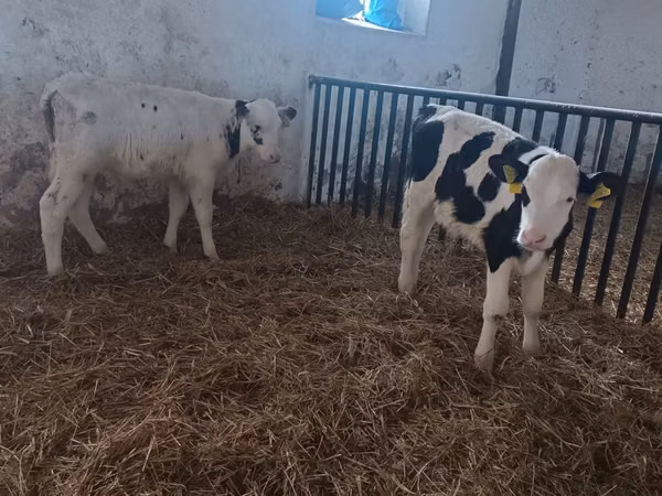 Toro, Ganado vacuno