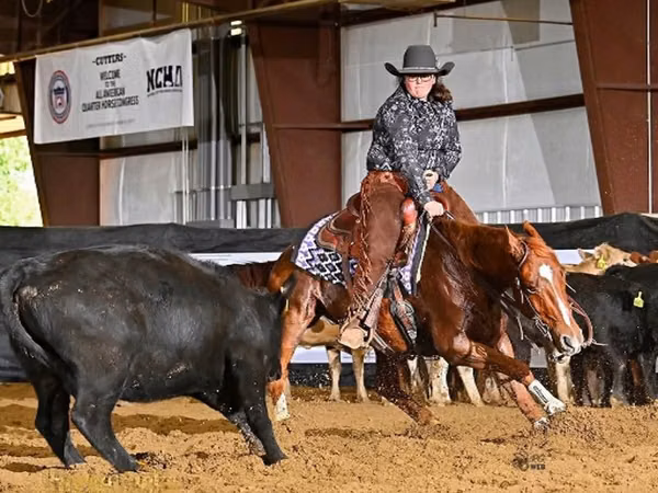 Hengst, Quarter Horse