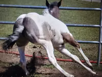 حصان, National Show Horse — الصورة 7