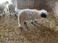 Widder, Wallis Country sheep — Foto 1